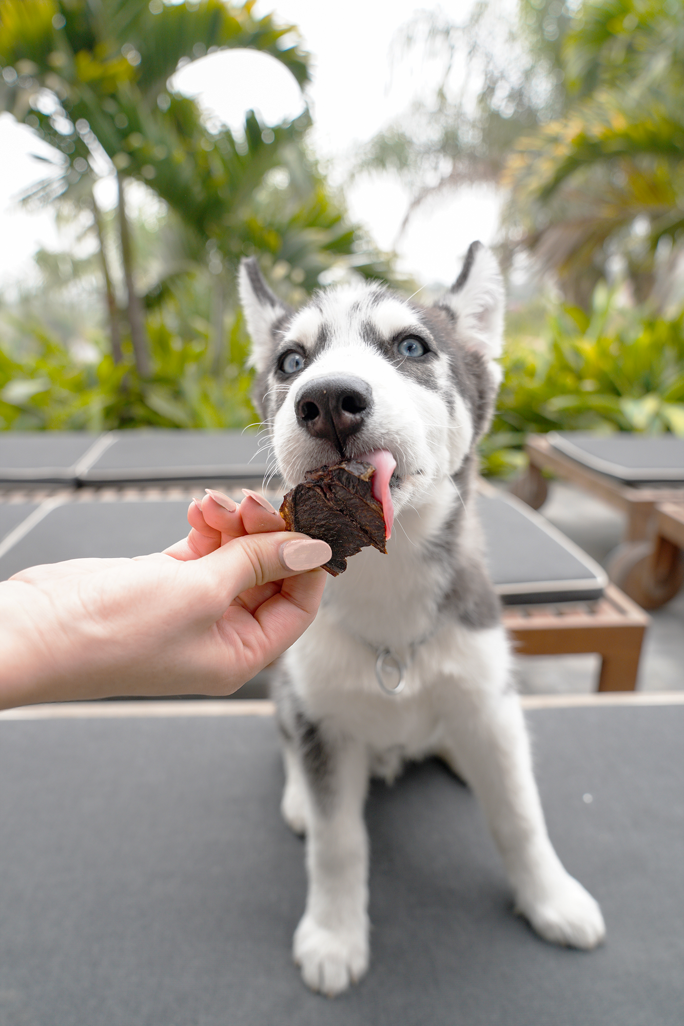 Barker Bites Bazo de Res (100g)