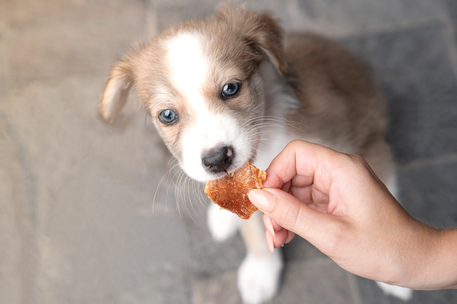 Barker Bites Pollo (100g)